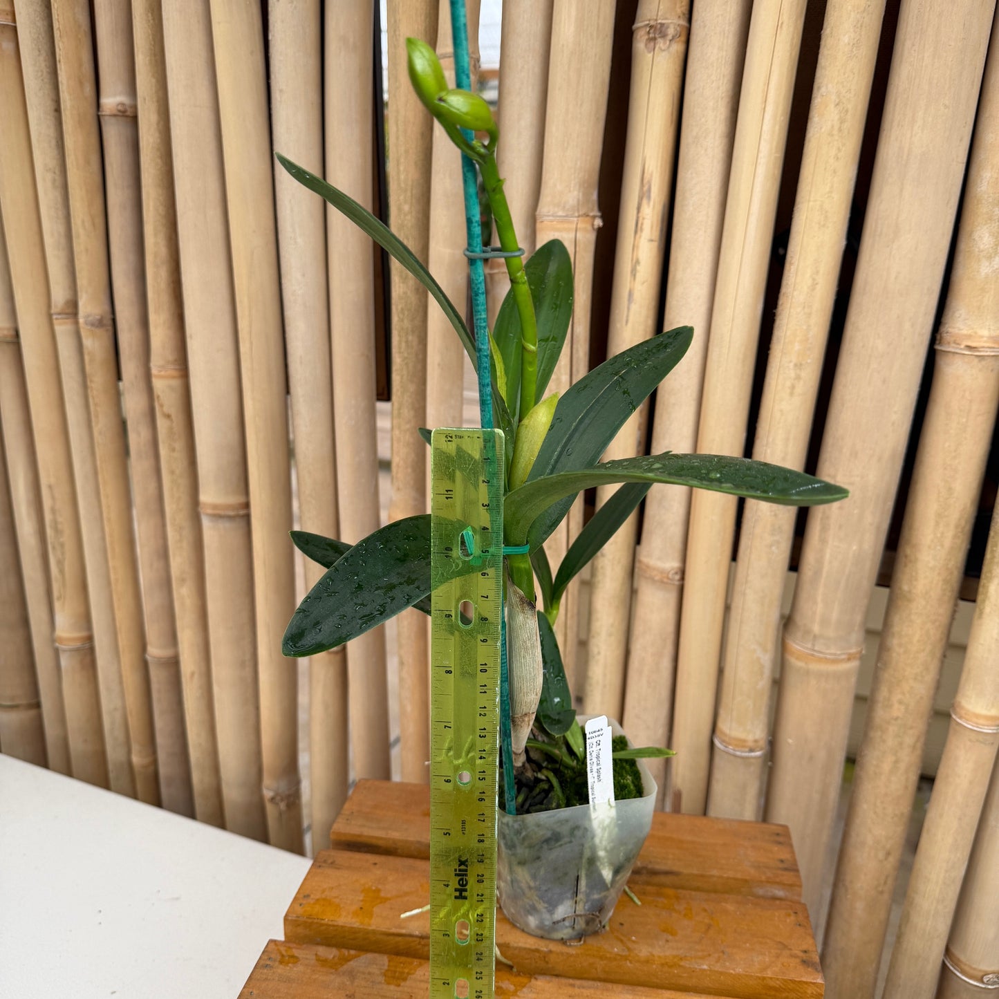 Ctt. Tropical Splash (Budding) (4" pot)
