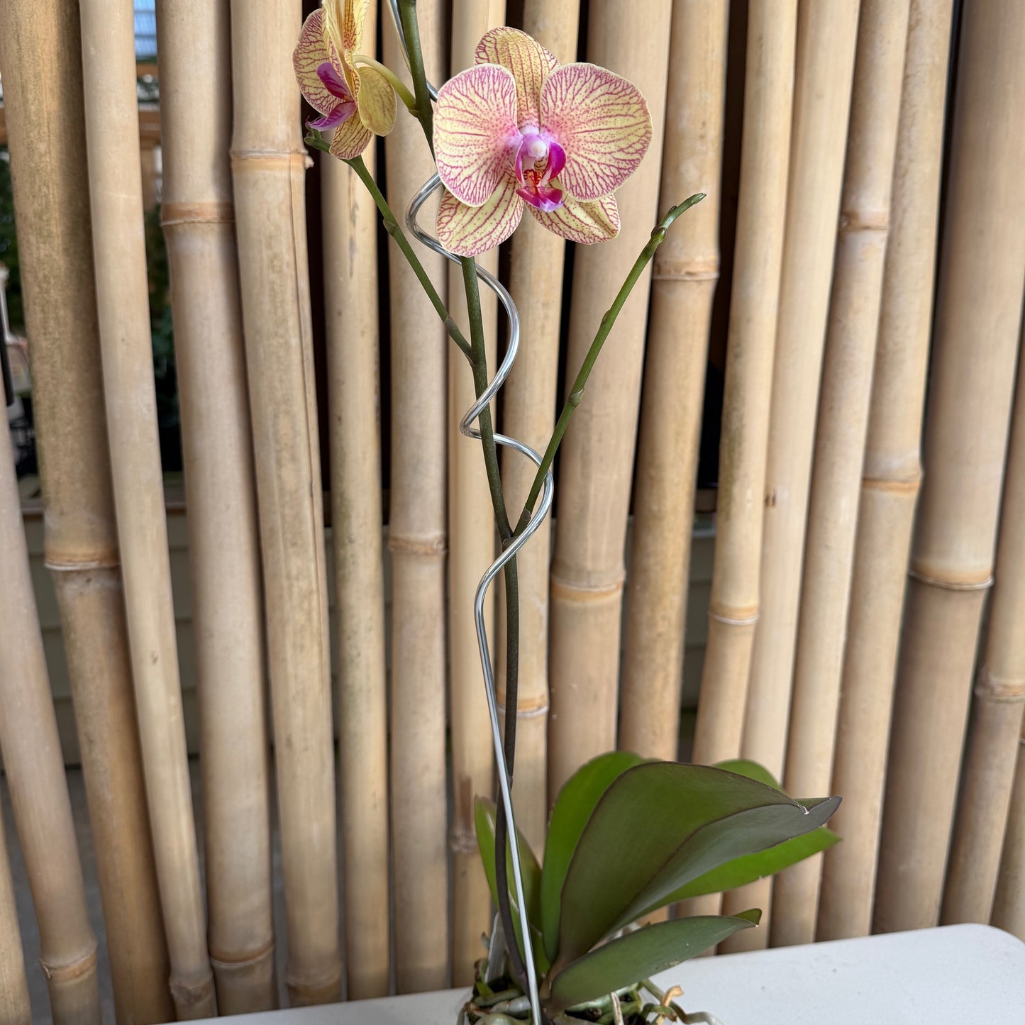 Curly Decorative Stake (2ft)