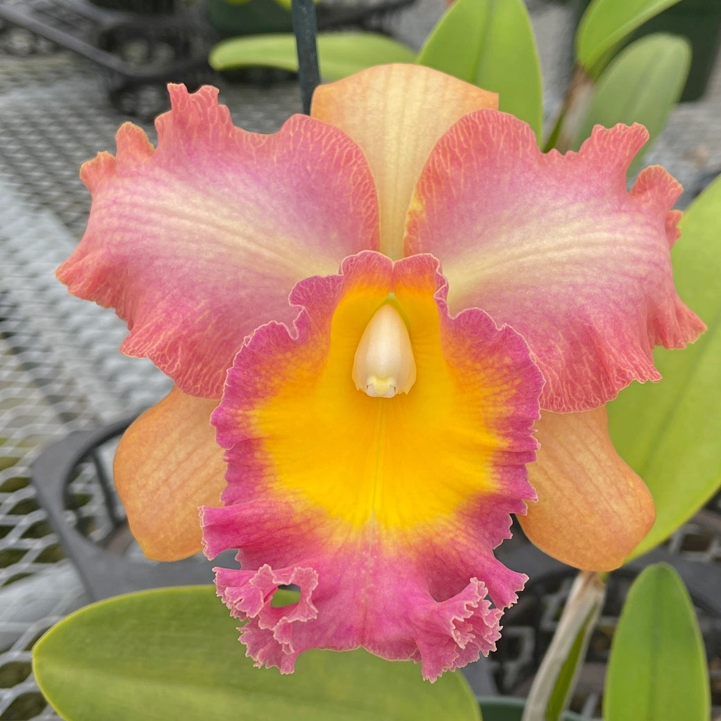 Rlc. Curtis Oda 'Volcano Queen' (Starter-2.75" Pot)