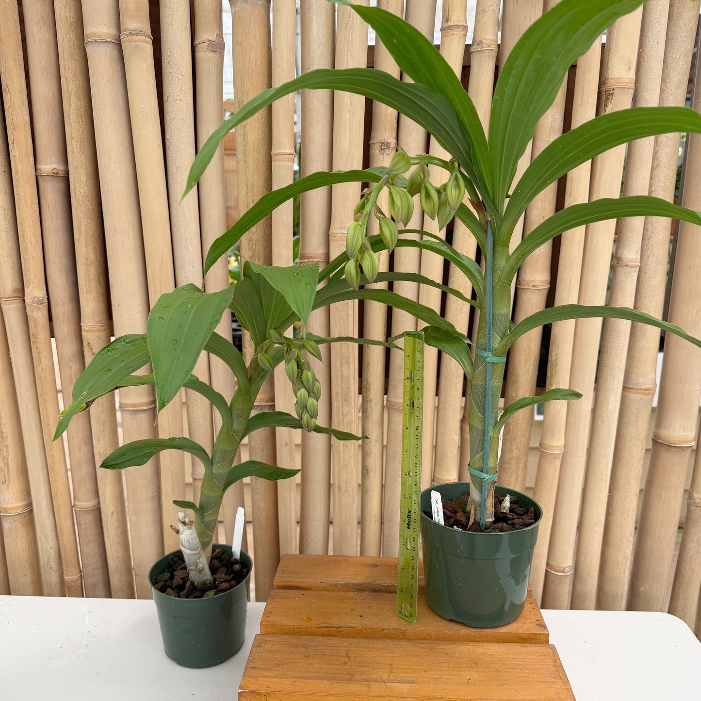 Cyc. Jumbo Cooper (5.5" Pot) - Buds