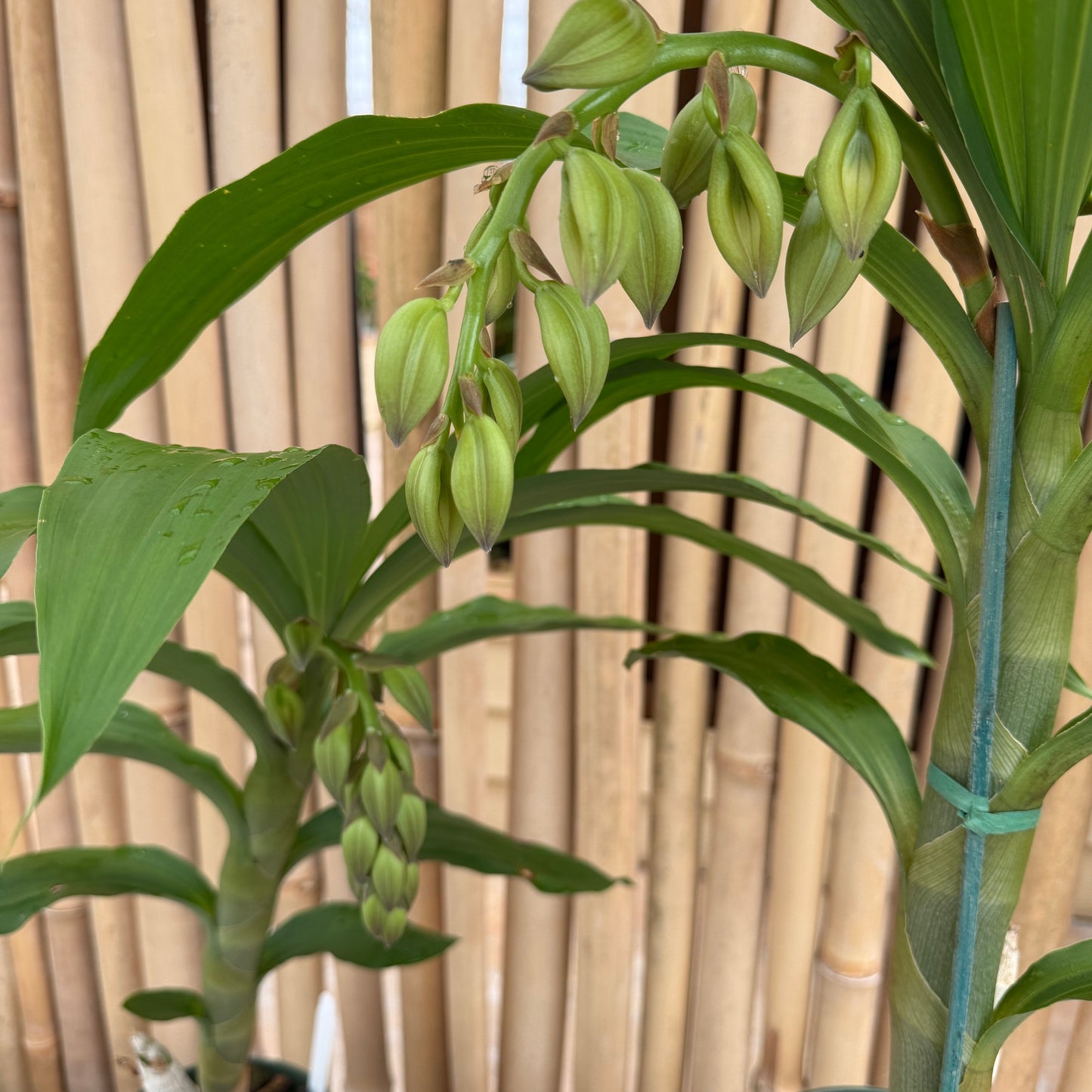 Cyc. Jumbo Cooper (5.5" Pot) - Buds
