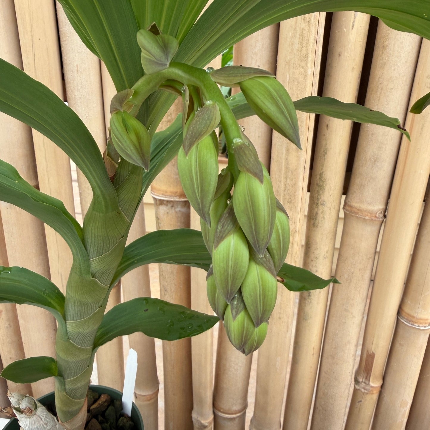 Cyc. Jumbo Cooper (5.5" Pot) - Buds