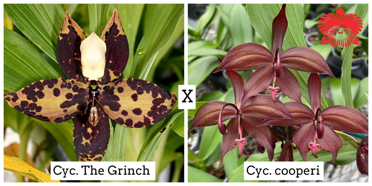 Cyc. The Grinch x Cyc. cooperi (4" Pot) - Buds