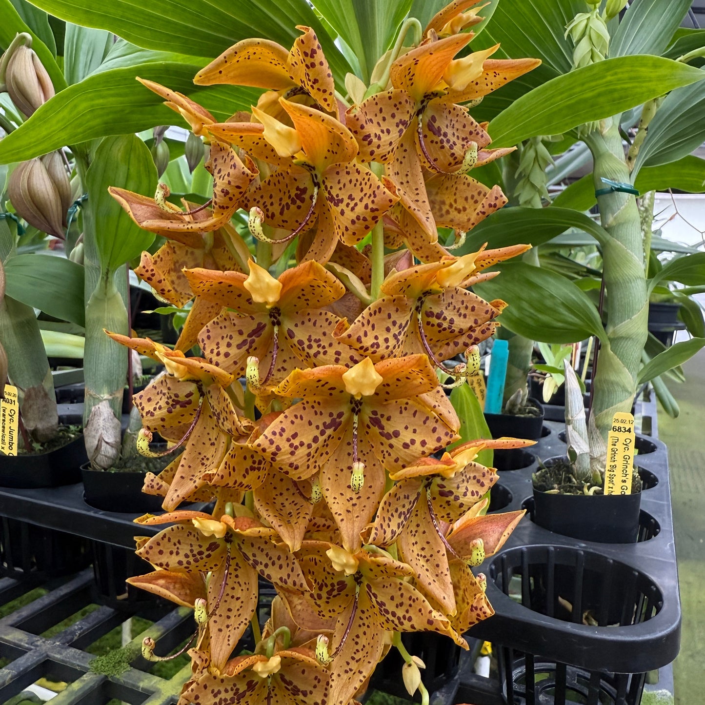 Cyc. Grinch's Gold (4" Pot) - Not Blooming