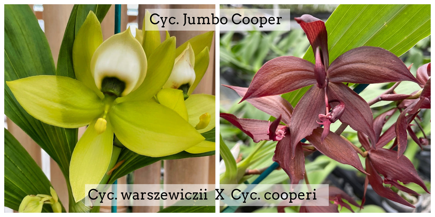 Cyc. Jumbo Cooper (5.5" Pot) - Not Blooming
