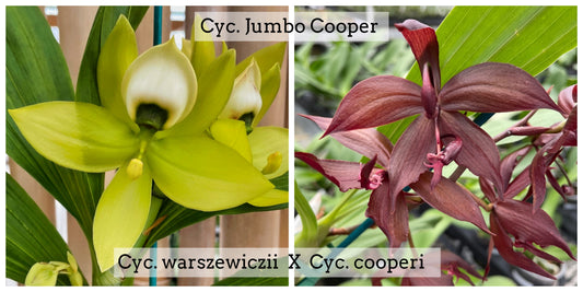 Cyc. Jumbo Cooper (5.5" Pot) - Buds