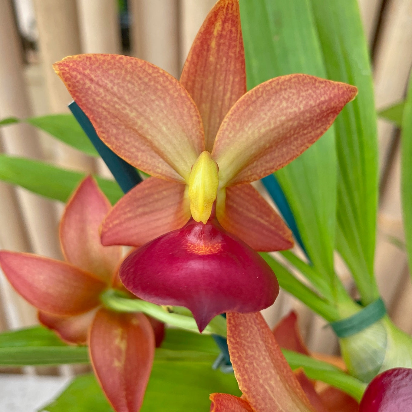 Taiwan Gold 'Taiwan Orange' 5号クリア鉢付 Cyc. Taiwan Gold 'Orange' (5.5