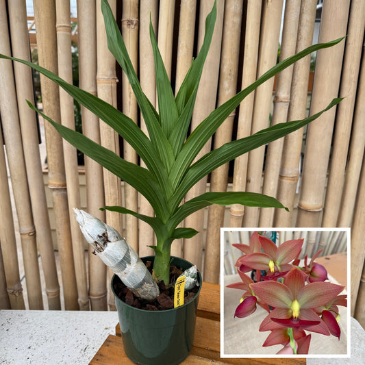 Cyc. Taiwan Gold 'Orange' (5.5" Pot) - Not Blooming
