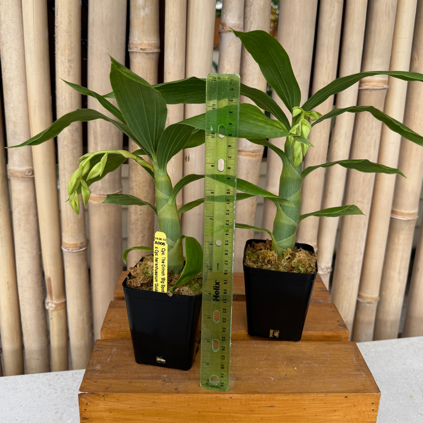 Cyc. Grinch's Gold  AM/AOS (4" Pot) - Male Flowers