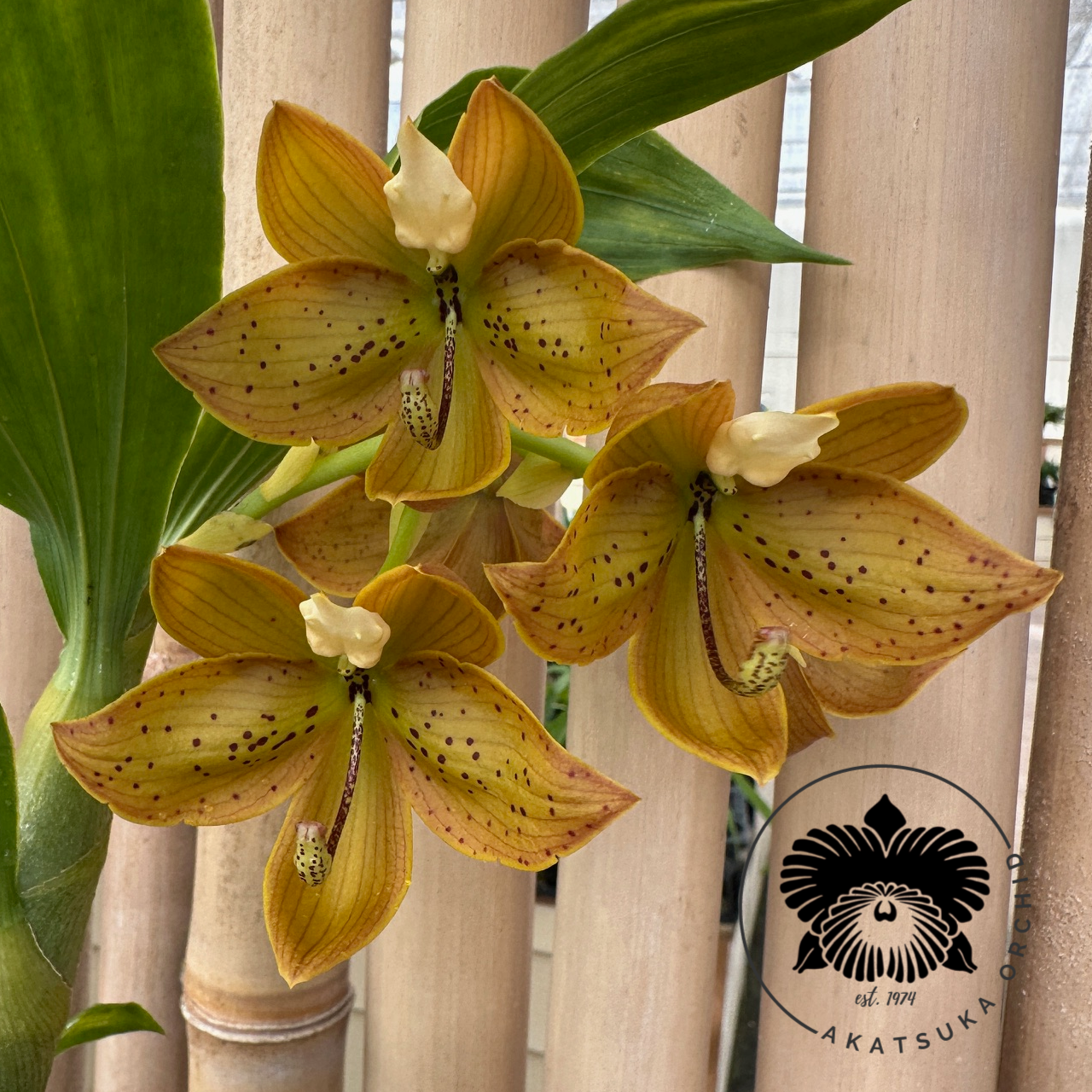 Cyc. Grinch's Gold (4" Pot) - Not Blooming