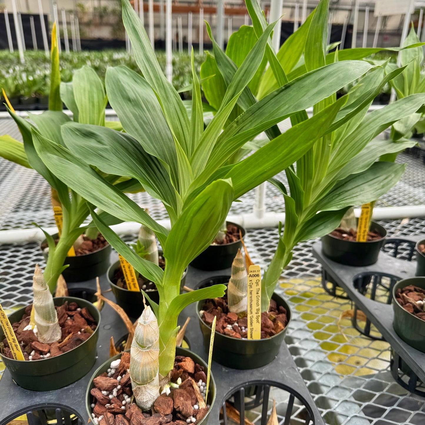 Cyc. Grinch's Gold (4" Pot) - Not Blooming