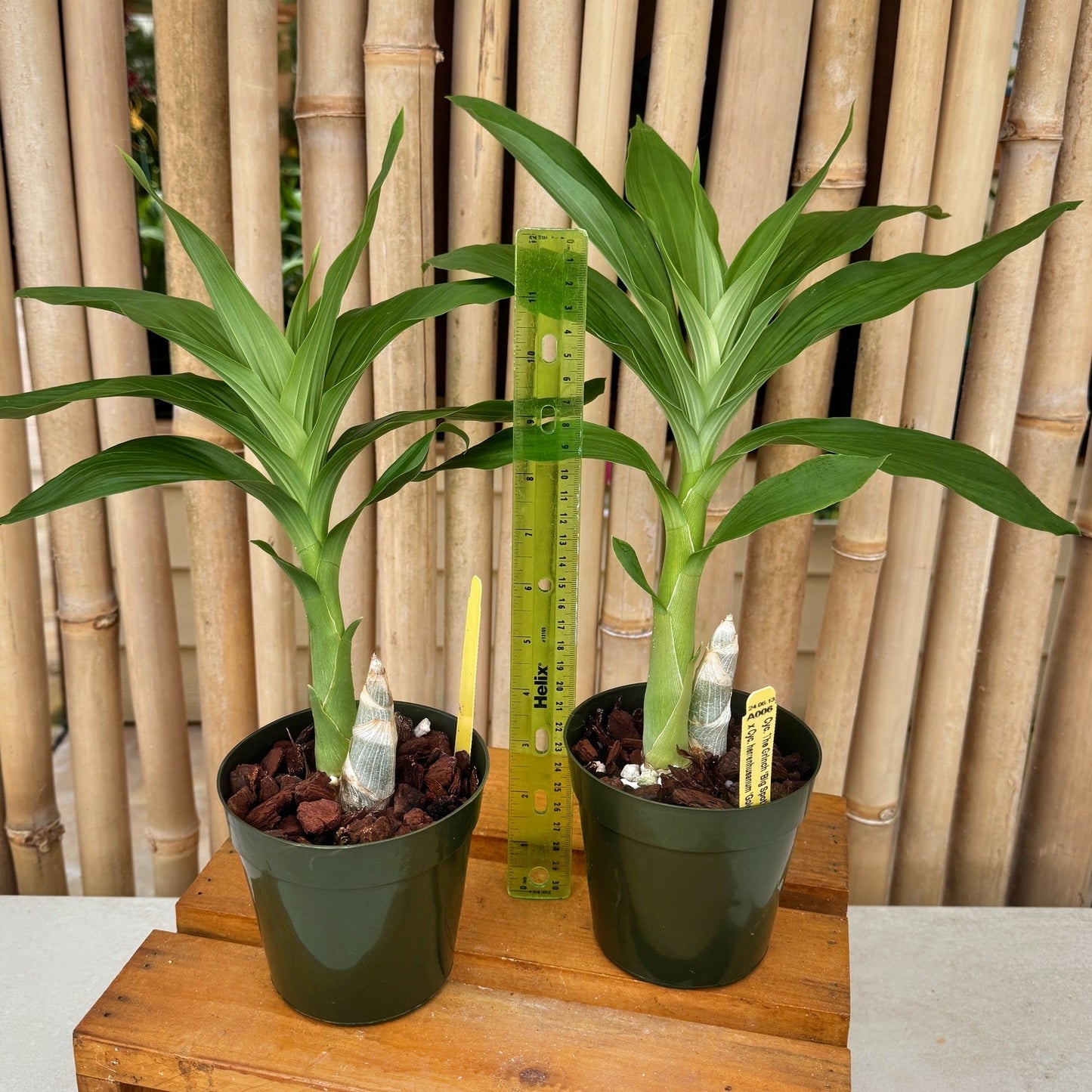 Cyc. Grinch's Gold (4" Pot) - Not Blooming