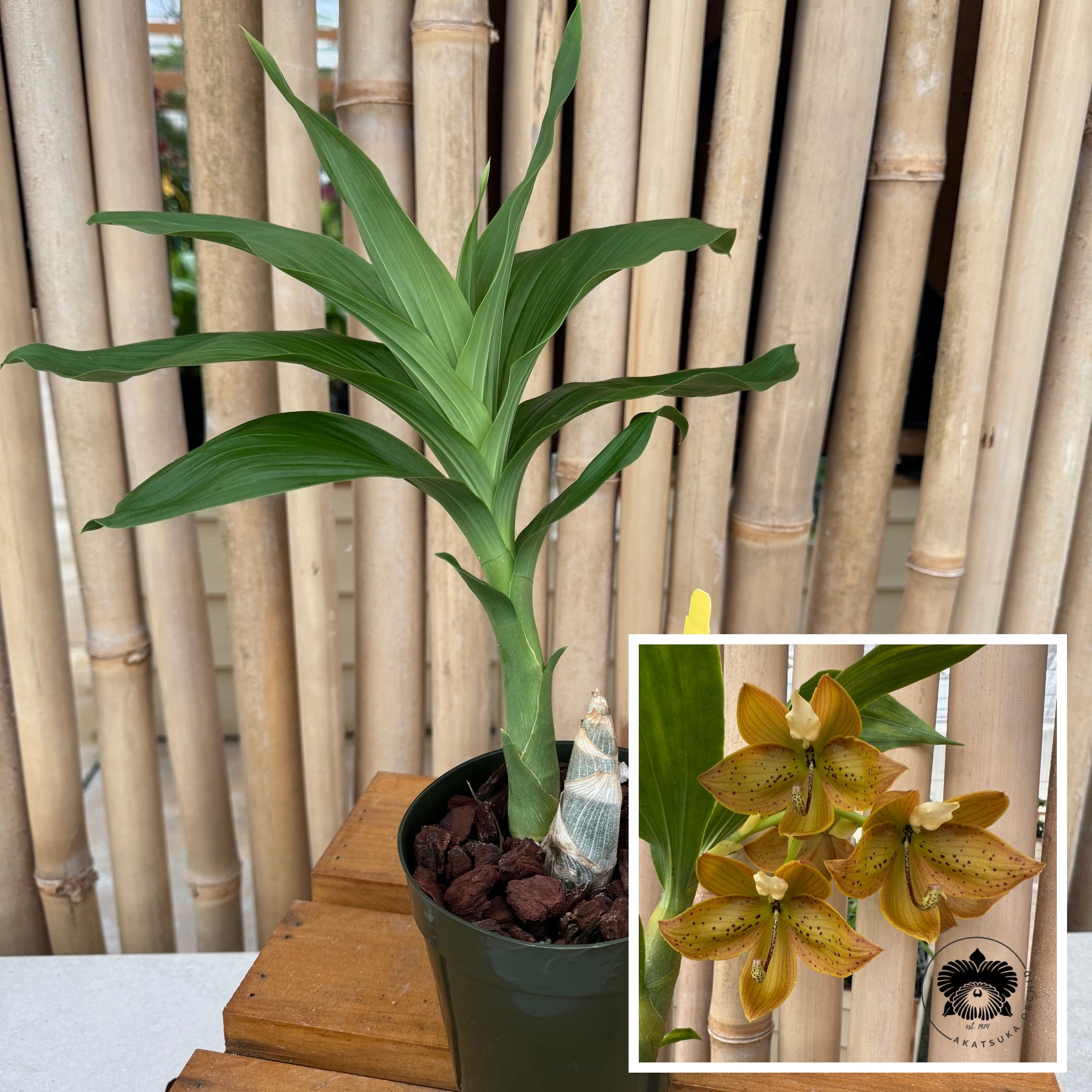 All Plants – Page 9 – Akatsuka Orchid Gardens