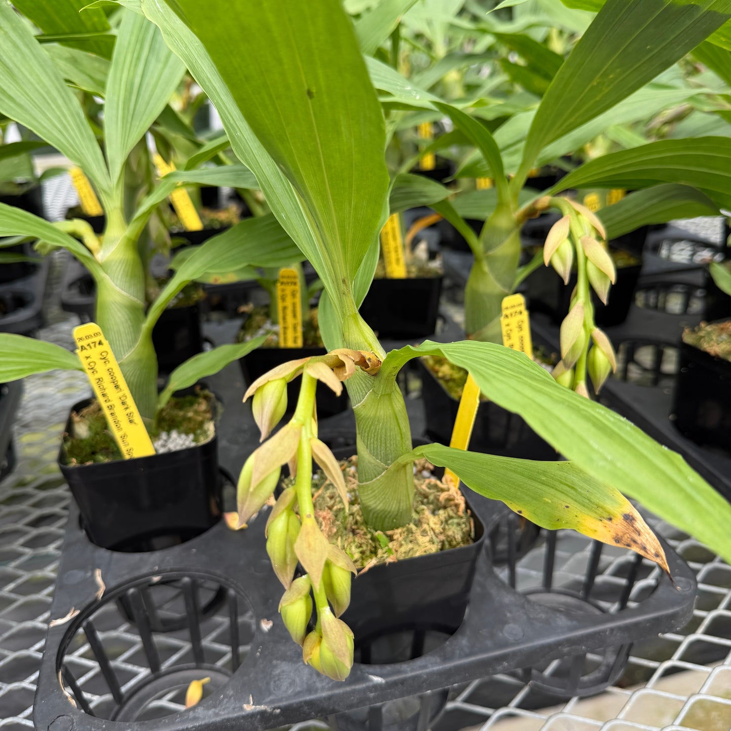 Cyc. cooperi x Cyc. Richard Brandon (4" Pot) - Buds