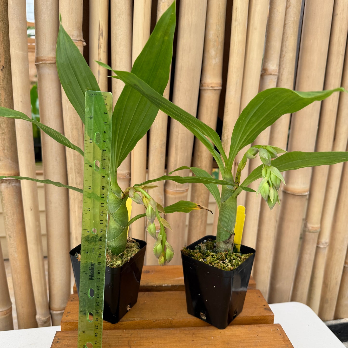 Cyc. cooperi x Cyc. Richard Brandon (4" Pot) - Buds