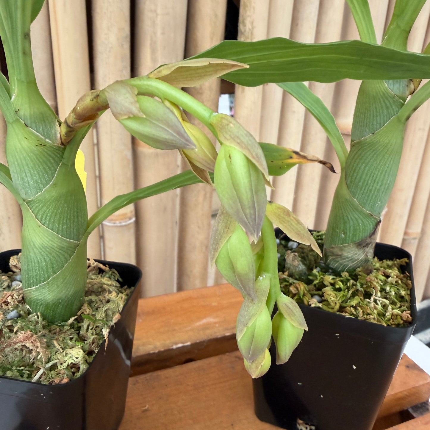 Cyc. cooperi x Cyc. Richard Brandon (4" Pot) - Buds