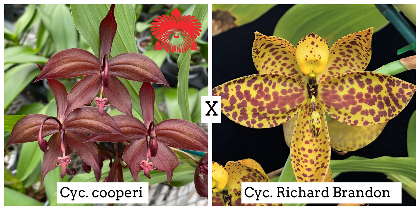 Cyc. cooperi x Cyc. Richard Brandon (4" Pot) - Buds