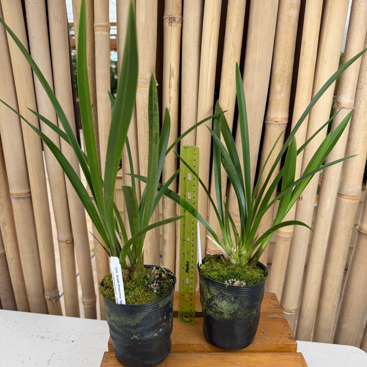 Cymbidum Aussie Dreamtime (4" Pot) - Not Blooming
