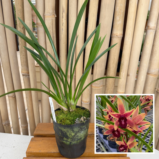 Cymbidum Aussie Dreamtime 'Pakkret' (4" Pot) - Not Blooming