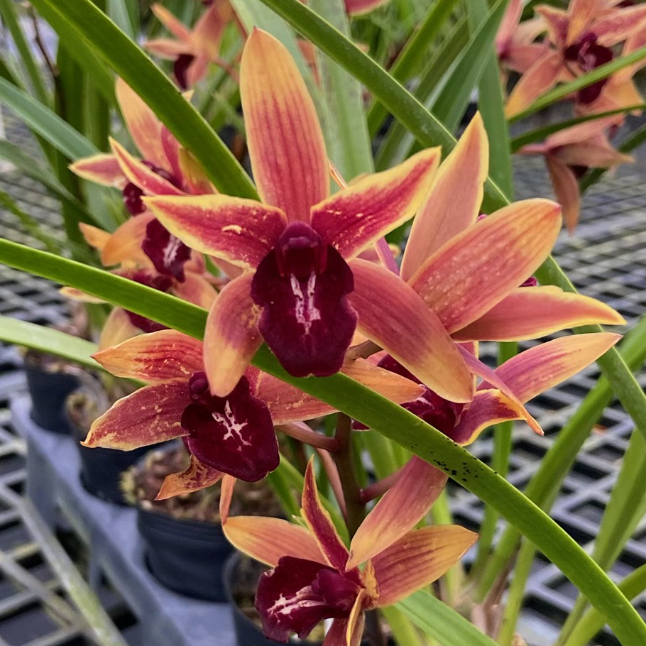Cymbidum Aussie Dreamtime (4" Pot) - Not Blooming