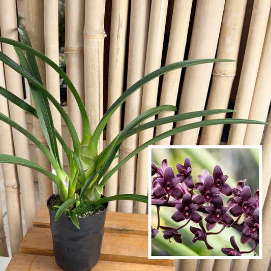 Cym. Helen Bannerman 'Black Magic' (4" Pot) -Not Blooming
