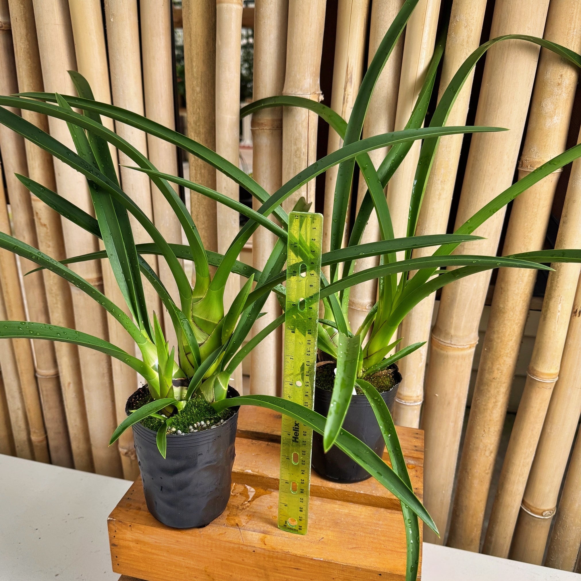 Cym. Helen Bannerman 'Black Magic' (4