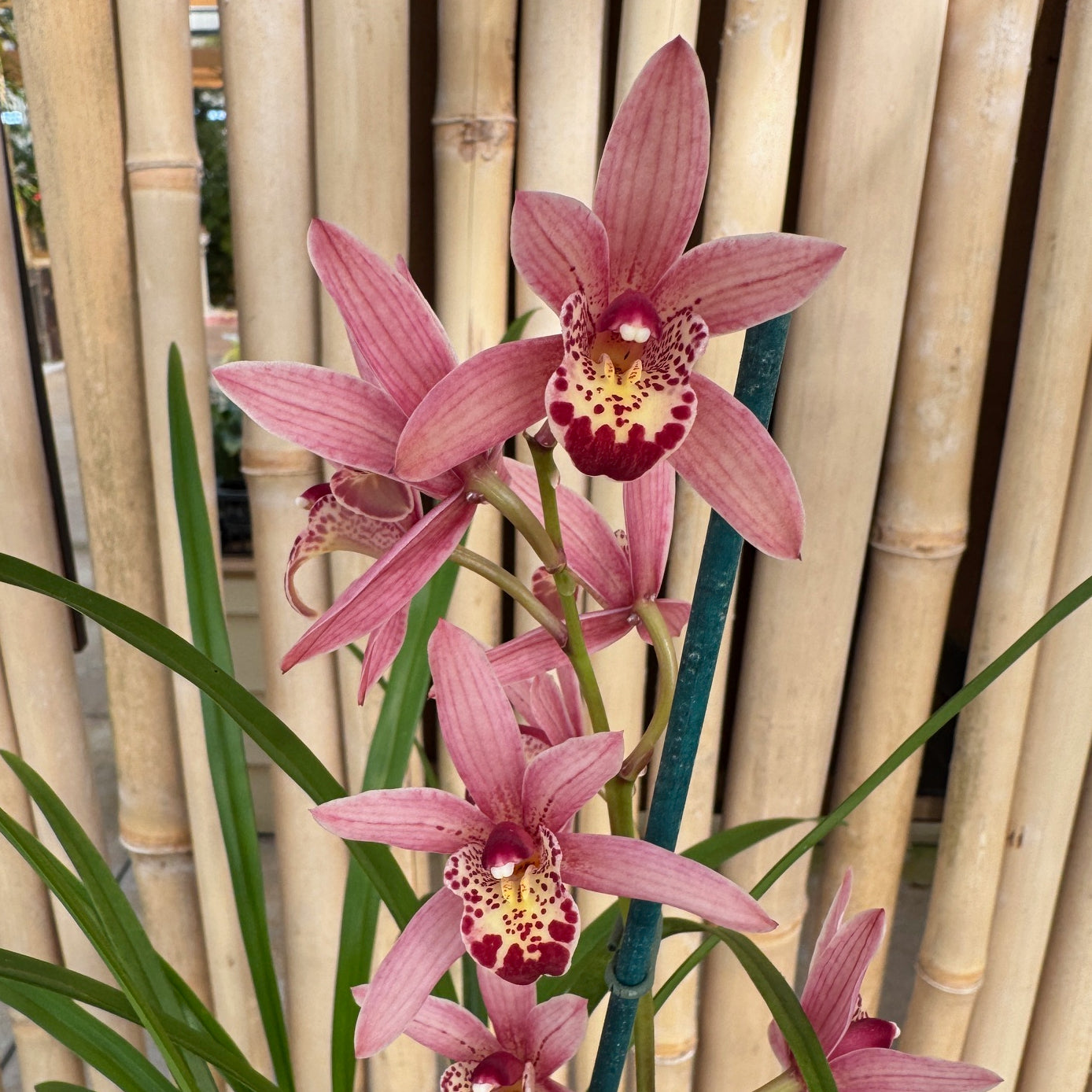 Cymbidium Miss Saigon 'Sedona' (4" Pot) - Buds