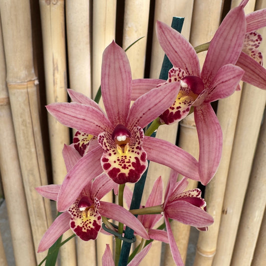 Cymbidium Miss Saigon 'Sedona' (4" Pot) - Buds