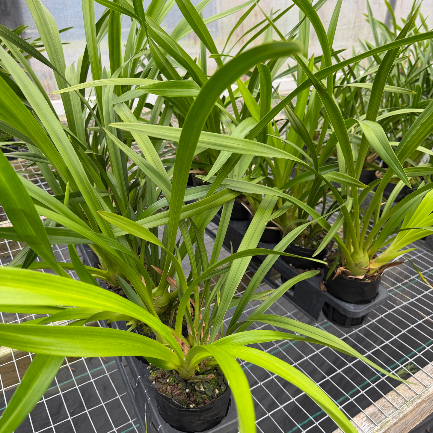 Cymbidium Olivia Ying Mark 'PK' (4" Pot) - Not Blooming