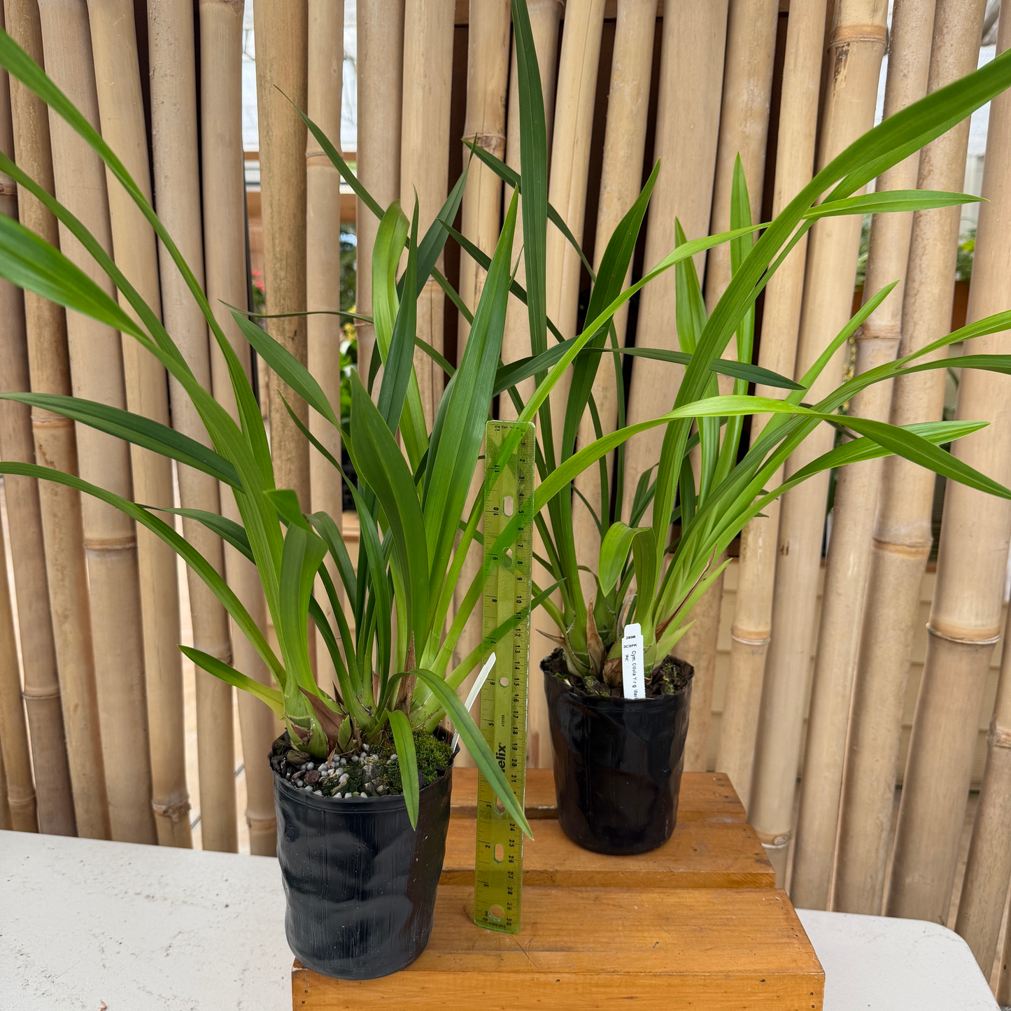 Cymbidium Olivia Ying Mark 'PK' (4" Pot) - Not Blooming