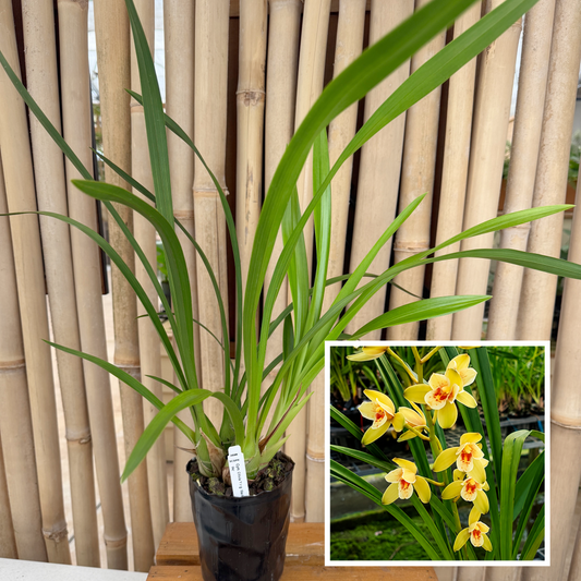 Cymbidium Olivia Ying Mark 'PK' (4" Pot) - Not Blooming