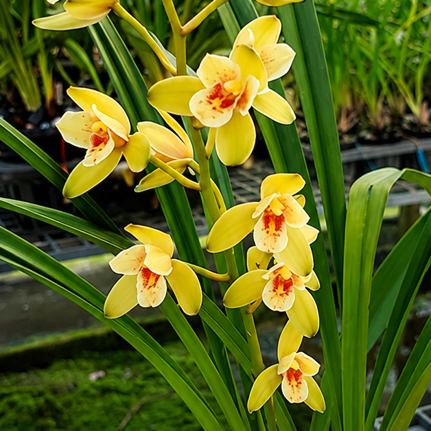 Cymbidium Olivia Ying Mark 'PK' (4" Pot) - Not Blooming