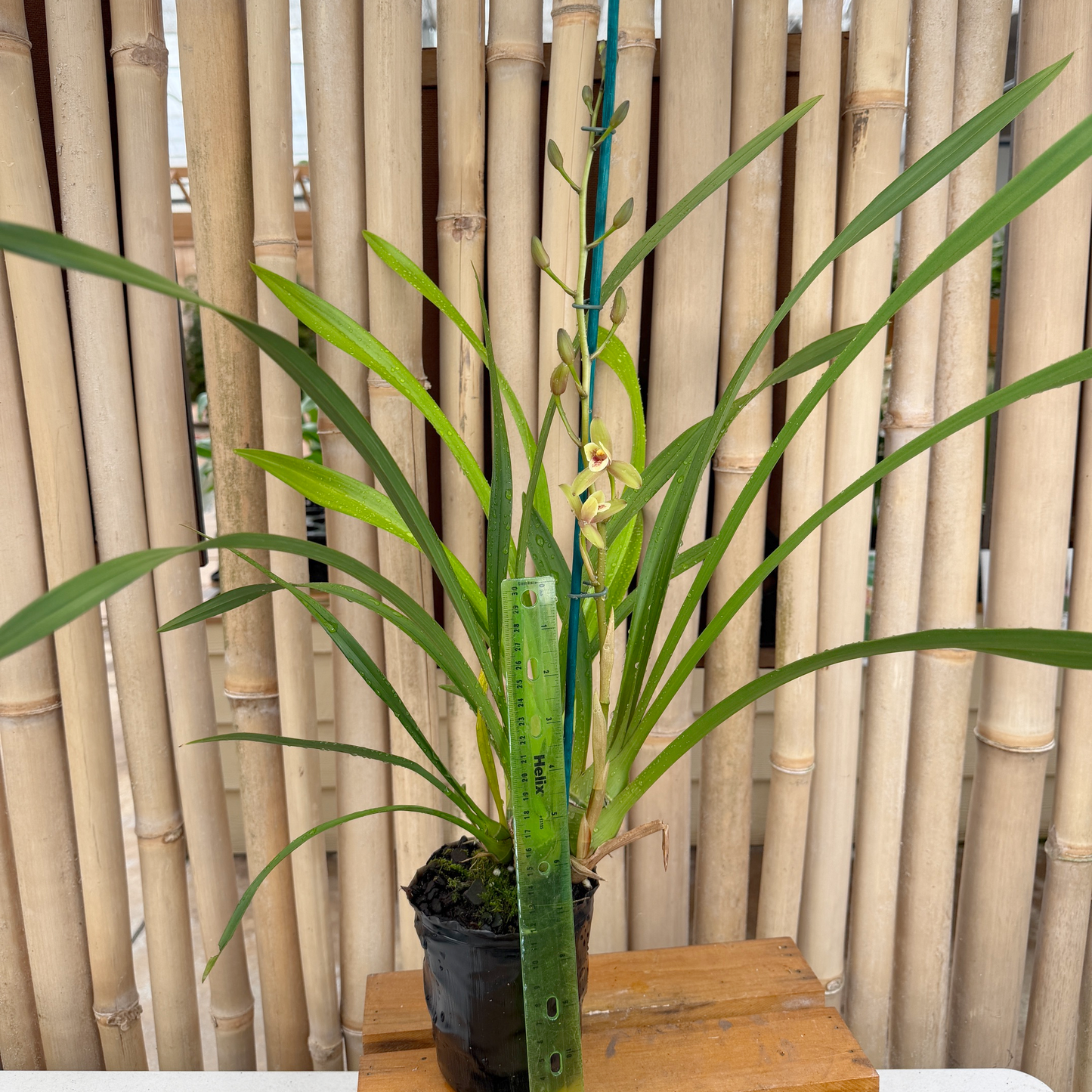 Cymbidium Olivia Ying Mark 'PK' (4" Pot) - Buds