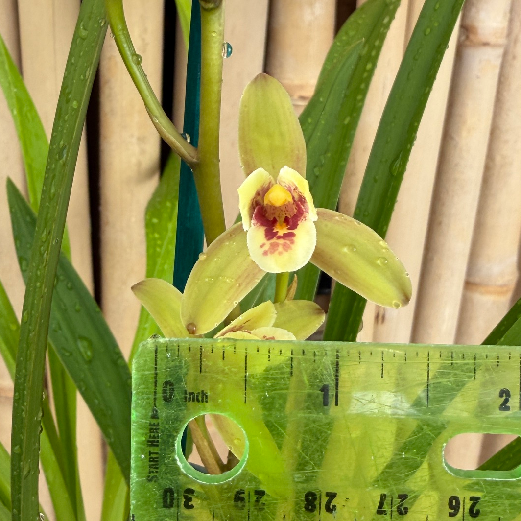 Cymbidium Olivia Ying Mark 'PK' (4" Pot) - Buds