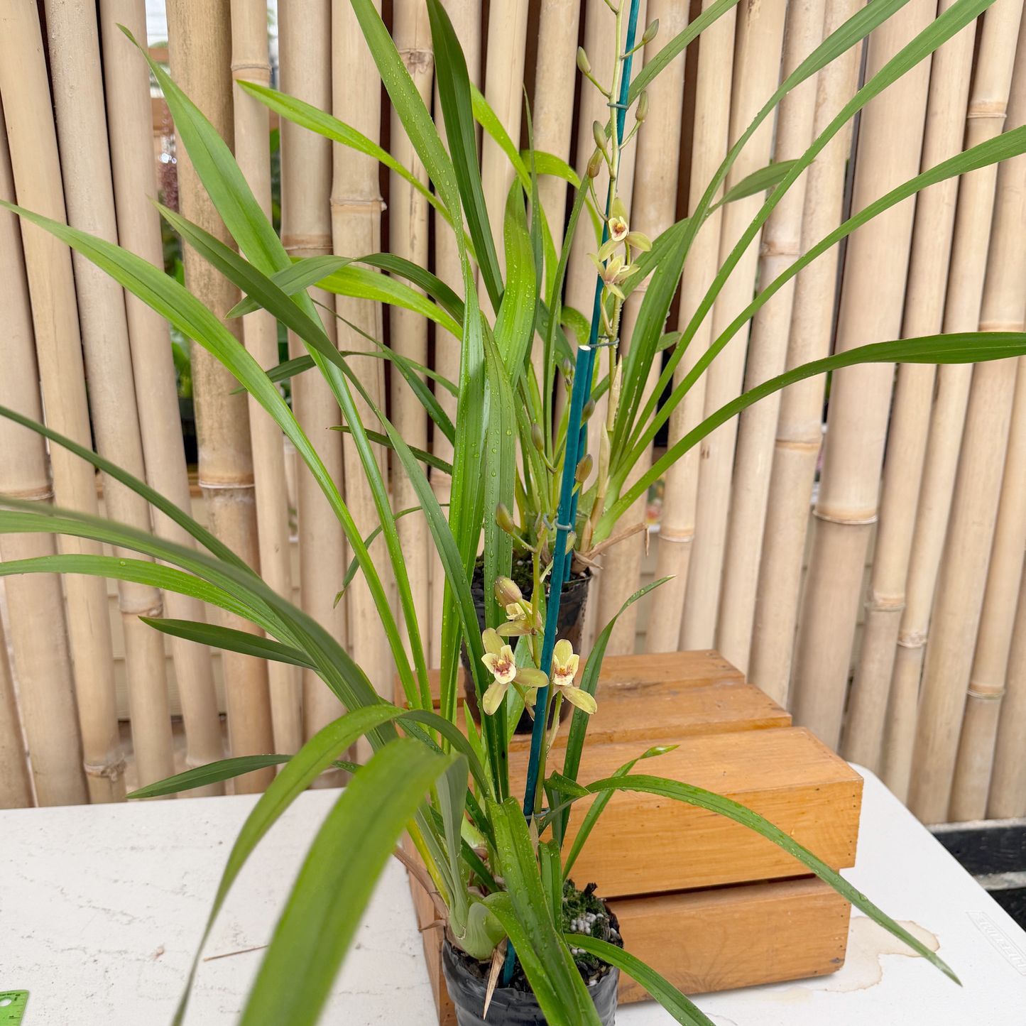 Cymbidium Olivia Ying Mark 'PK' (4" Pot) - Buds