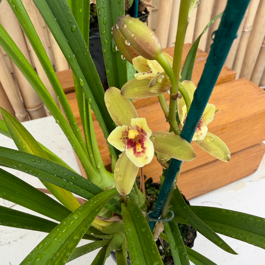 Cymbidium Olivia Ying Mark 'PK' (4" Pot) - Buds
