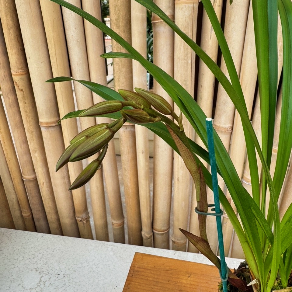 Cymbidium Prapuy Luang 'PK' (4" Pot) - Buds