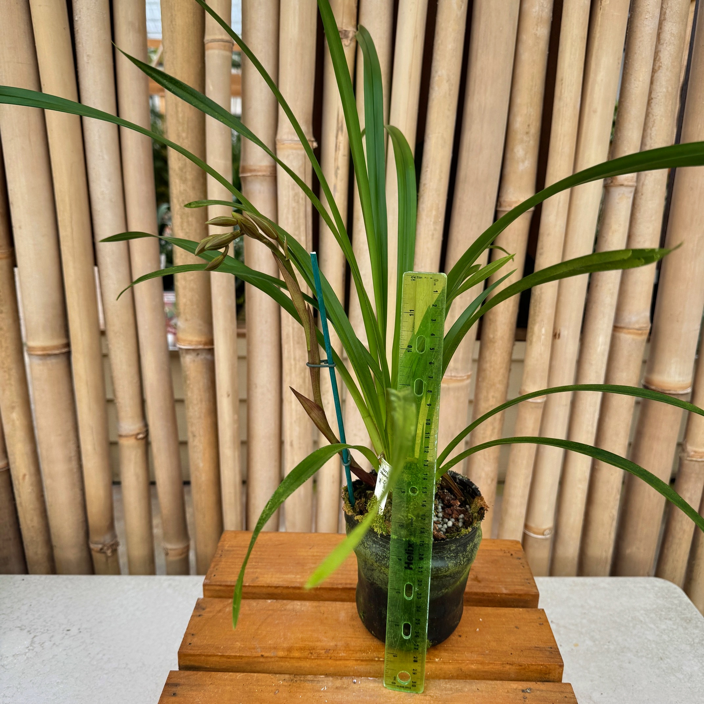 Cymbidium Prapuy Luang 'PK' (4" Pot) - Buds