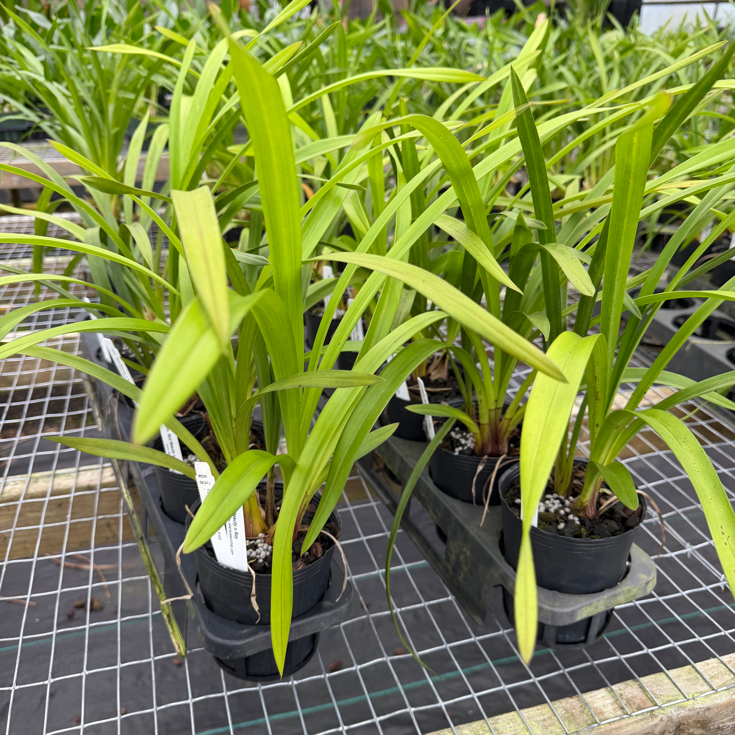 Cymbidium Red Beauty x Roy (4" Pot) - Not Blooming