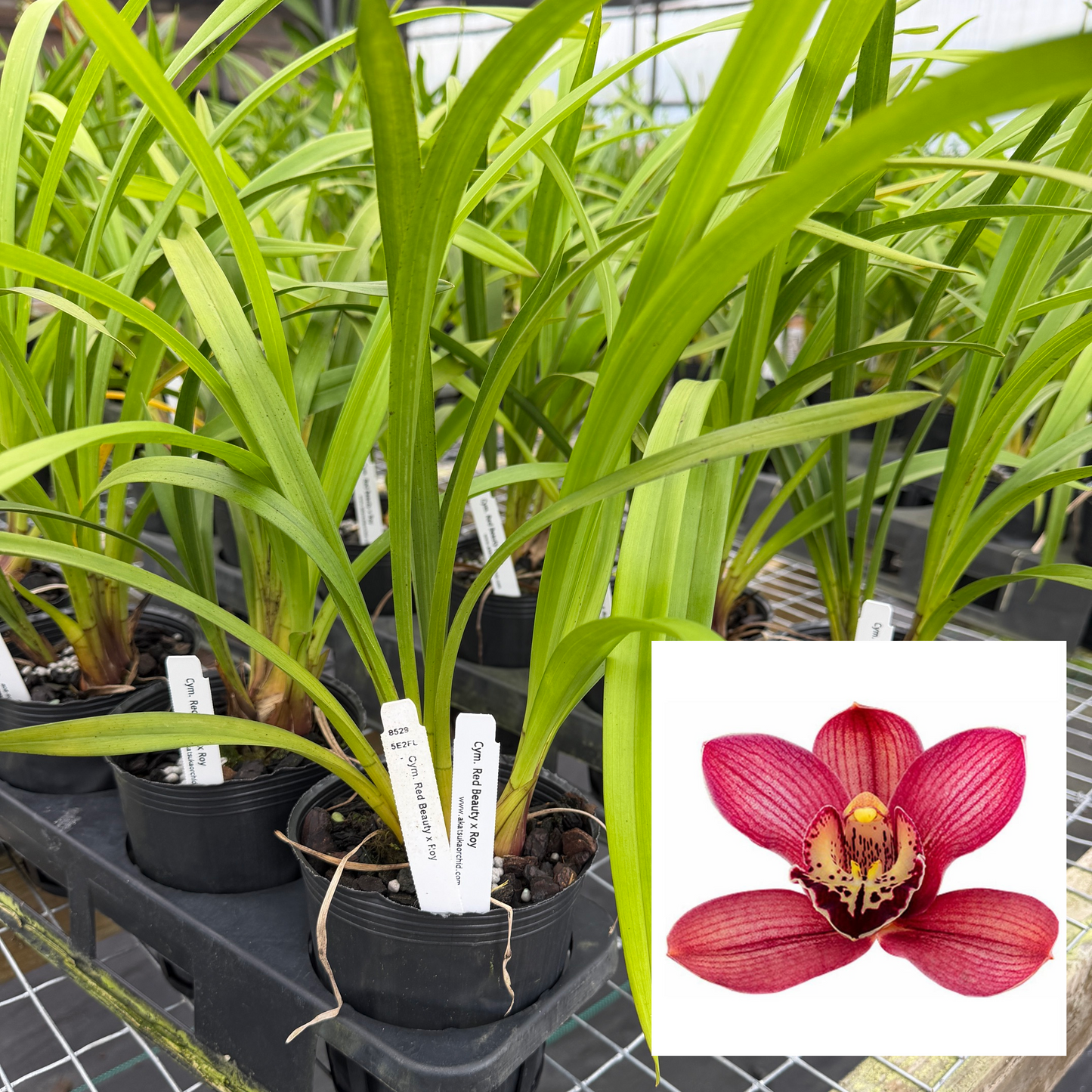 Cymbidium Red Beauty x Roy (4" Pot) - Not Blooming