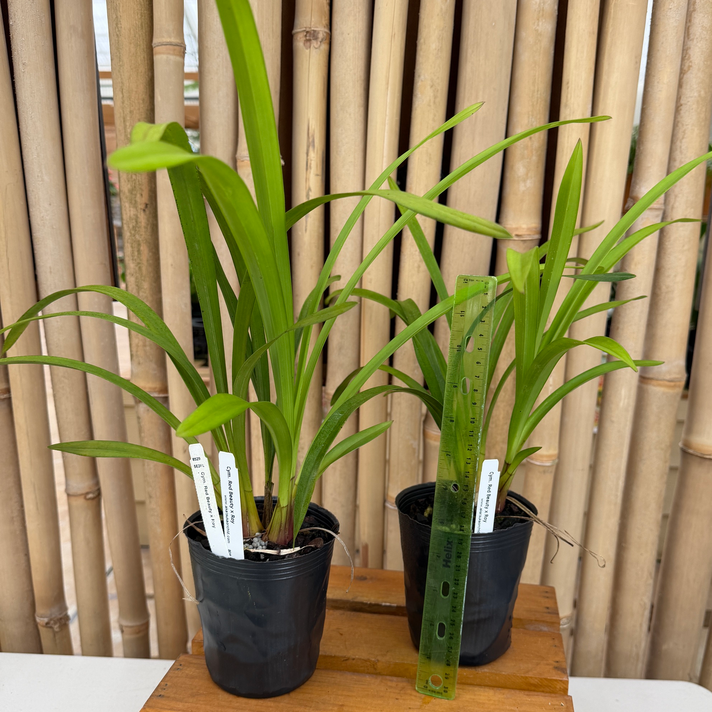 Cymbidium Red Beauty x Roy (4" Pot) - Not Blooming