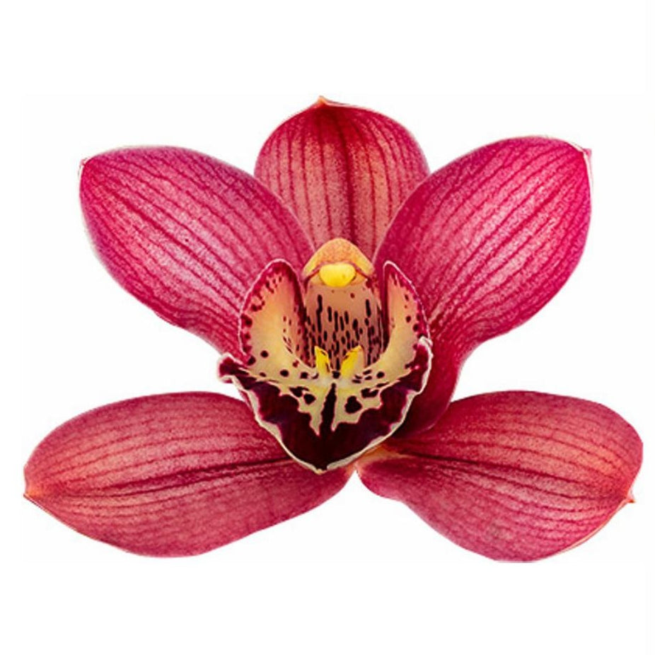 Cymbidium Red Beauty x Roy (4" Pot) - Not Blooming