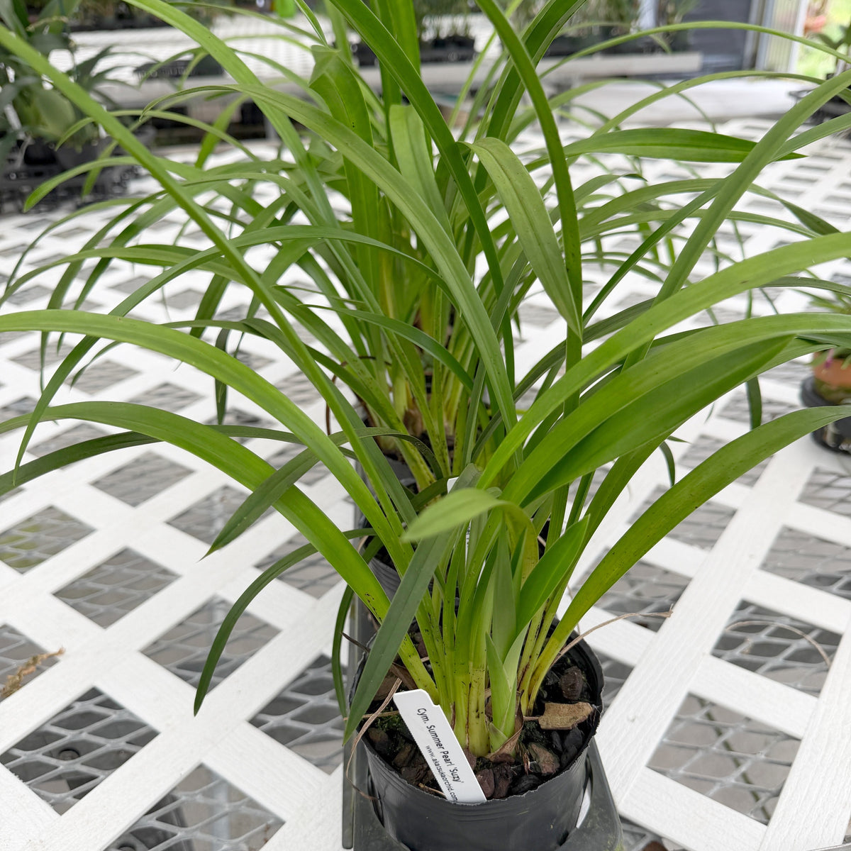 Cymbidium Summer Pearl 'Suzy' (4" Pot) - Not Blooming