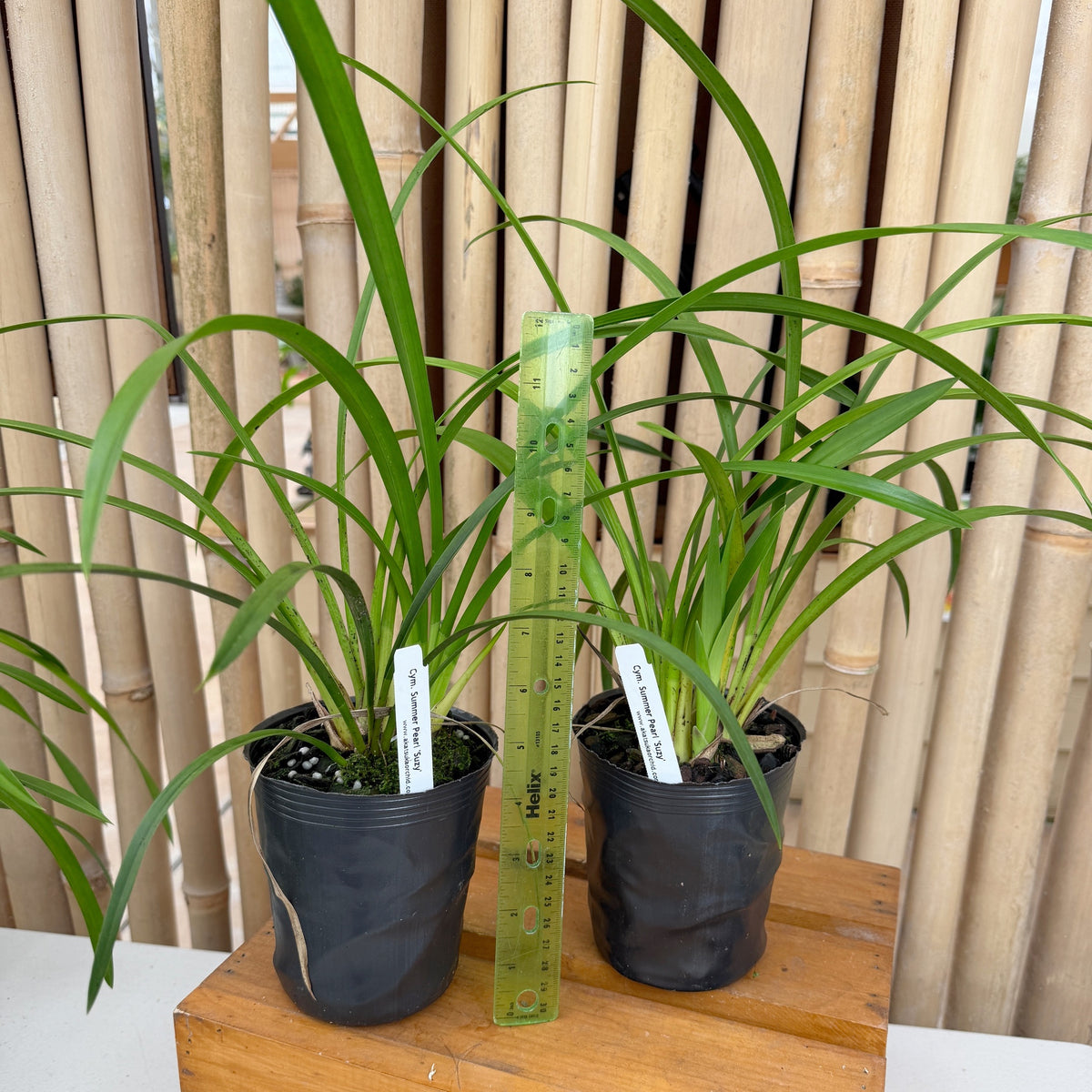 Cymbidium Summer Pearl 'Suzy' (4" Pot) - Not Blooming