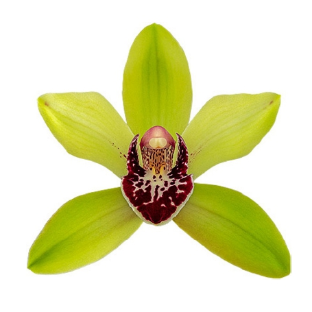 Cymbidium Summer Pearl 'Suzy' (4" Pot) - Not Blooming