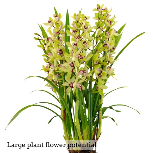 Cymbidium Summer Pearl 'Suzy' (4" Pot) - Not Blooming