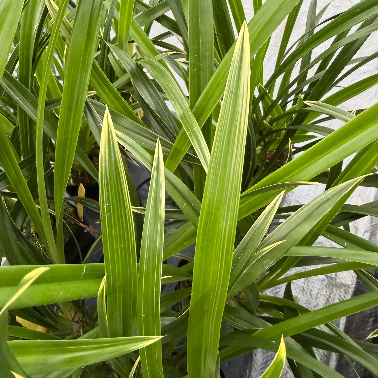 Cymbidium Golden Elf 'Sundust' HCC/AOS 'Variegated' (Not Blooming)