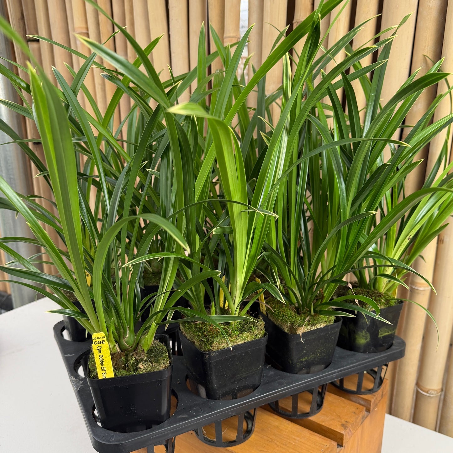 Cymbidium Golden Elf 'Sundust' HCC/AOS 'Variegated' (Not Blooming)