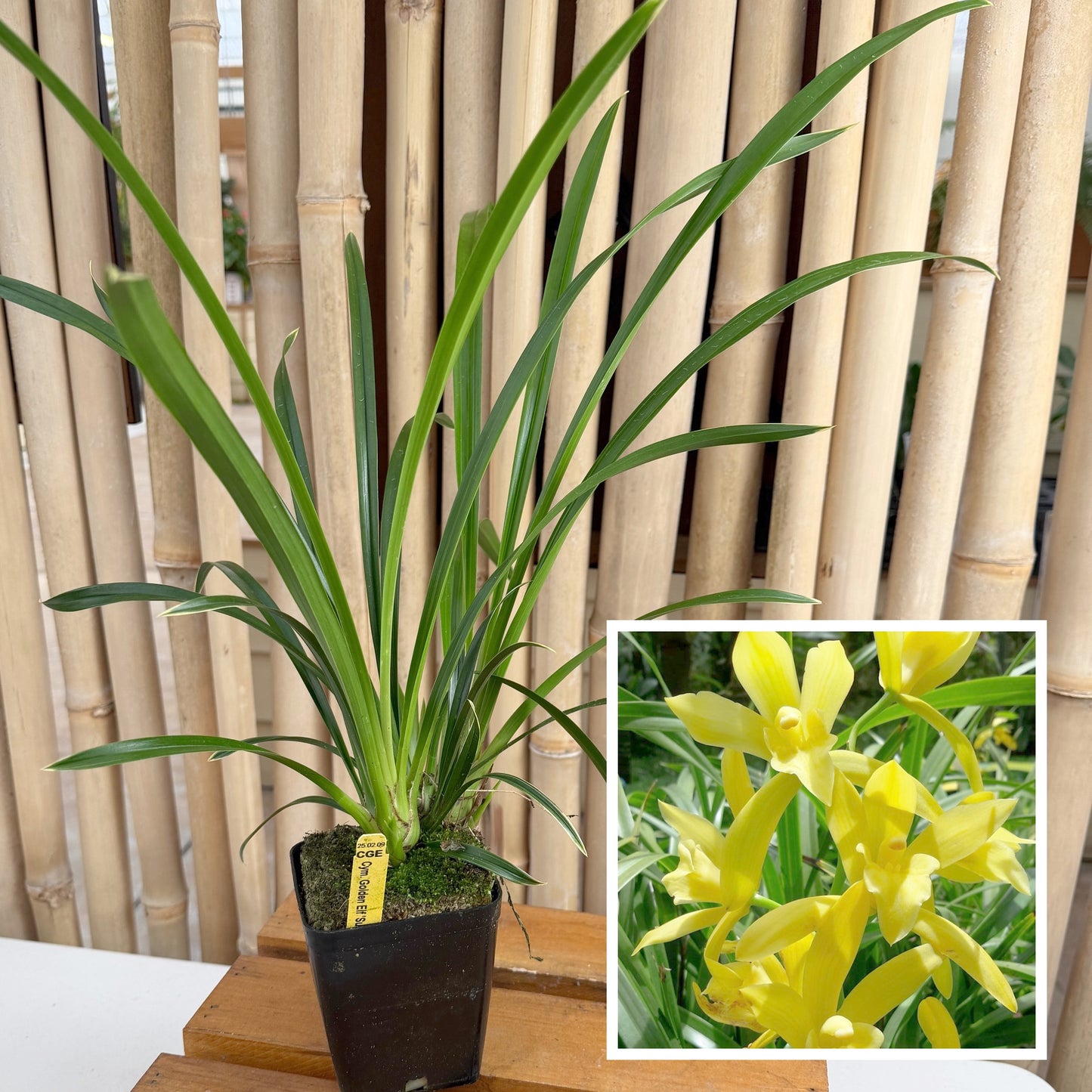 Cymbidium Golden Elf 'Sundust' HCC/AOS 'Variegated' (Not Blooming)