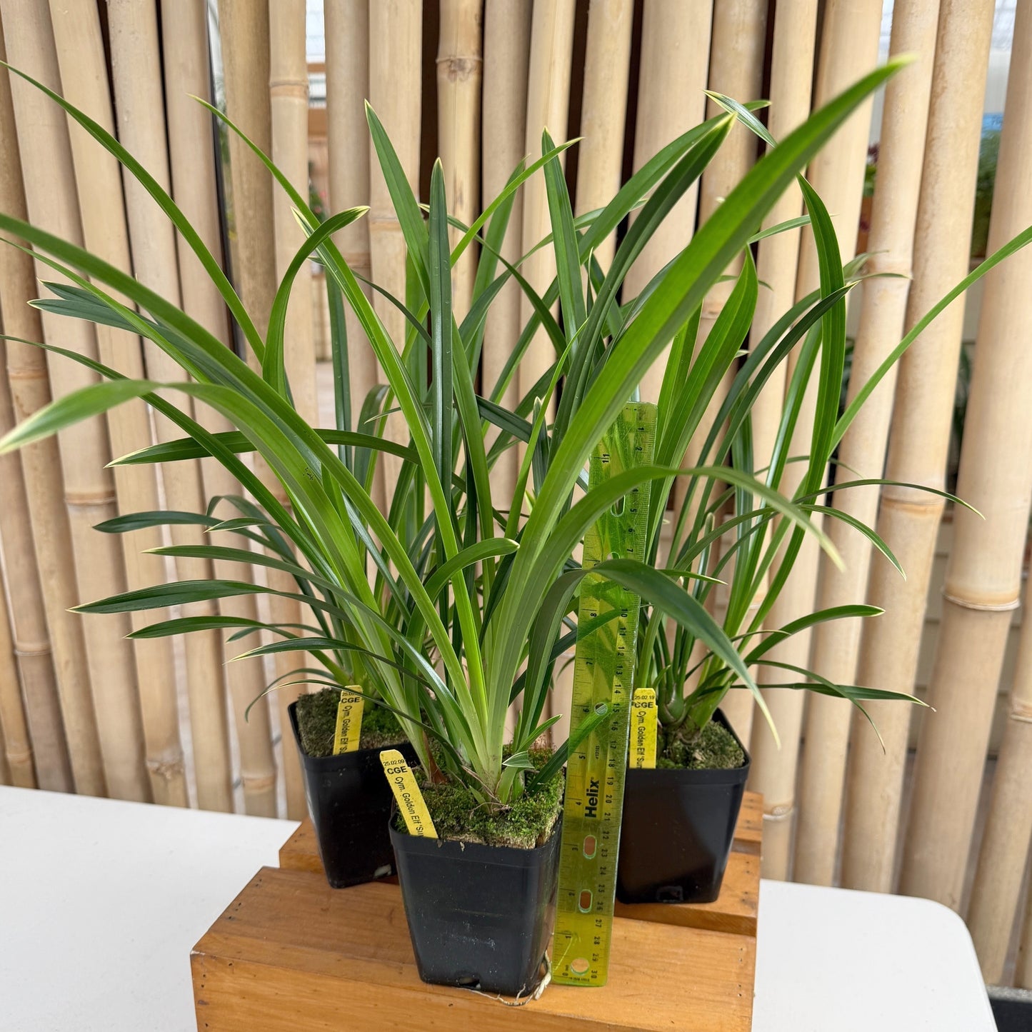 Cymbidium Golden Elf 'Sundust' HCC/AOS 'Variegated' (Not Blooming)